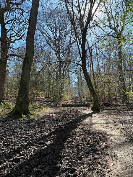 Ruislip Woods